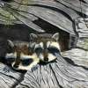 Wildlife - Baby Raccoons - Realism