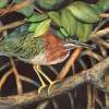 Birds - Hide And Seek - Realistic