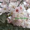 Floral Photography - Spring Blooms - Nature Floral
