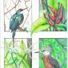 Nature - Birds 001 - Pencil