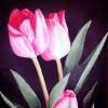 Floral - F 24 - Red Tulip - Realism