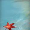 Fine Art - Drifting Leaf - Nature